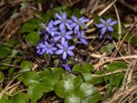 Leberblümchen Gruppe am Waldrand